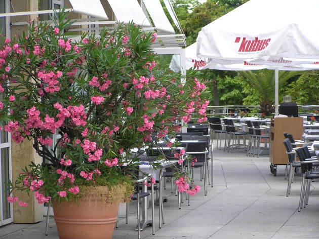 Restaurant Kubus: Kubus - die Sonnenterrasse