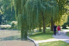 Local attraction