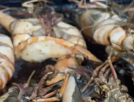 La Gondola Due in 14163 Berlin: