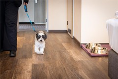 pet in room