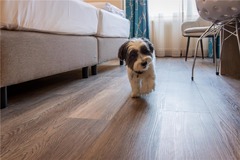 pet in room