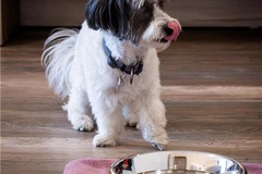 pet in room