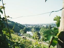 Weingut der Stadt Stuttgart