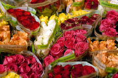 BLUMEN
Bad Köstritz ist auch als Dahlienstadt bekannt. Deshalb bekommen Sie bei uns auch frische Blumen. Unsere Ware bekommen wir direkt von einem holländischen Lieferanten. Wählen Sie aus den schönsten Blumen der Saison und stellen Sie sich selbst einen 