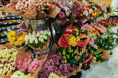 Blumen und Pflanzen
