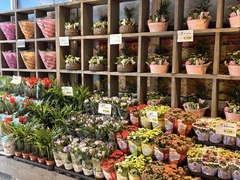 REWE Hinter den Gärten 1, 50189 Elsdorf Blumen