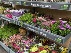 REWE Zuericher Str Muenchen Blumen