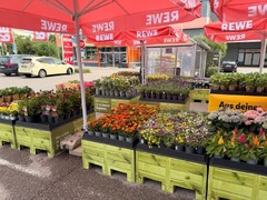 REWE Kleinhadernerweg 6 Gräfelfing Blumen 1