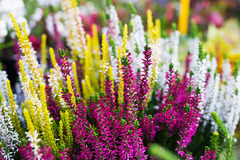 FLORISTIK
Innerhalb des Marktes befindet sich ein Florist. Hier erhalten Sie viele schöne und farbenfrohe Varianten an Blumen. Auch ideal als Geschenk!