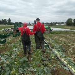 Kohlrabi Ernte