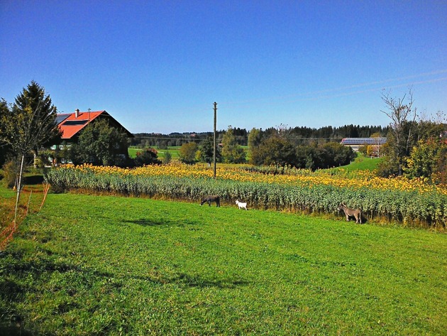 Die Topinambur Manufaktur