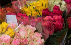 Blumenabteilung
Die Pflanzen und Blumen von Bart und Bastian kommen direkt aus Holland in unseren Markt. Ob als liebevolles Geschenk oder zur Verschönerung des eigenen Zuhauses: Die farbenfrohen, saisonal abgestimmten Schnitt- und Topfblumen für drinnen u