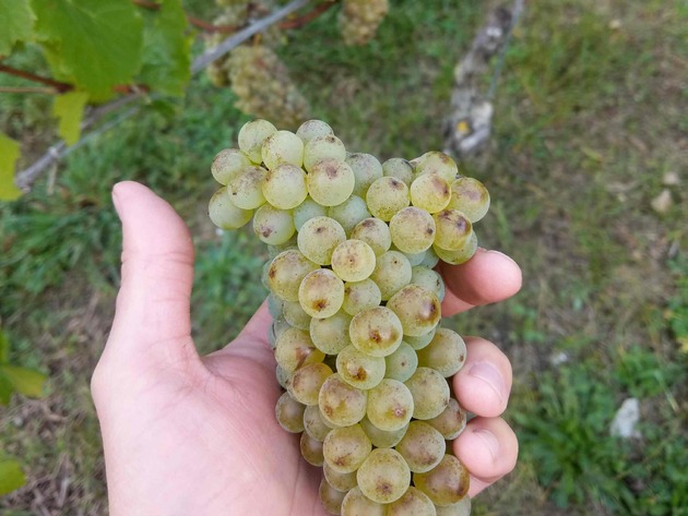 Weingut Carl-Friedrich L. Walther