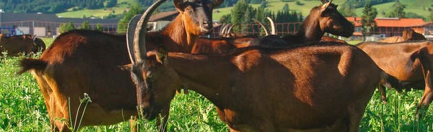 KÄSLADEN Franz Trenkle Ziegen - Biolandhof