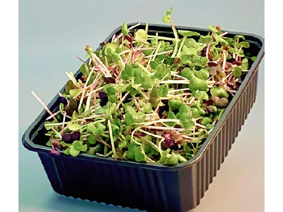 Plögers Kresse und Salate