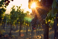 wine